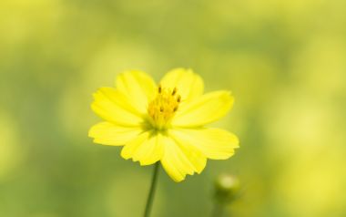 Yellow Cosmos Soft Focus Nature Wallpaper