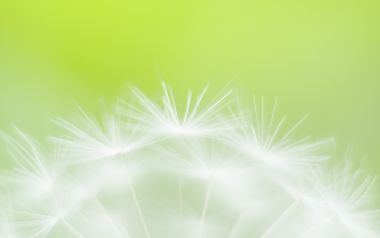Soft Focus Dandelion White Fluff On Green Background