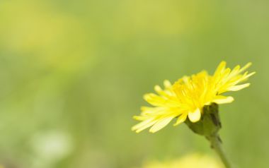 Yellow Puffball Macro Nordic Spring