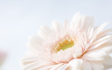 Soft Focus Daisy Wallpaper