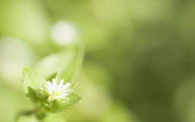 Spring Microshot White Flower Nature