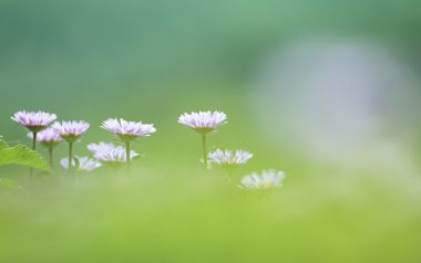 日本风格的柔焦雏菊壁纸