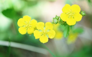 柔焦黄花微观图