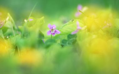 日本春日柔焦紫花「治愈系自然风光」