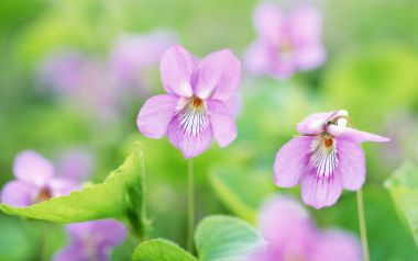 Japanese Spring Purple Flowers Wallpaper