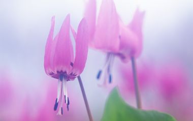 Soft Focus Pink Erythronium Flowers Spring Calmness