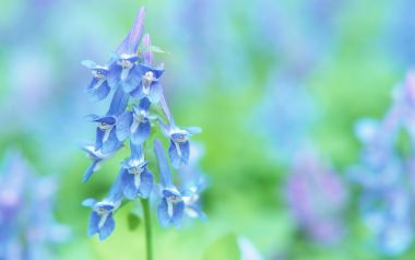 Soft Focus Blue Flower Special Closeup