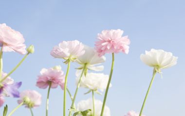日本春日毛茛花：粉色与白色的柔美绽放