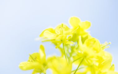 Soft Focus Yellow Flowers Spring Scenery