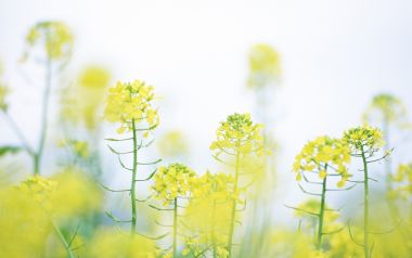 Soft Focus Oilseed Rapeseed Field Spring Countryside