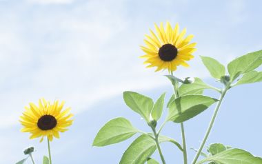 Two Sunflowers In Blue Sky Realistic Photography