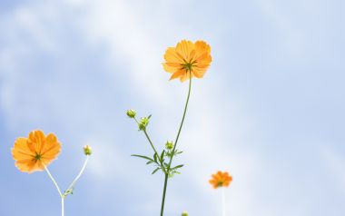 Soft Focus Orange Flowers Bright Sky