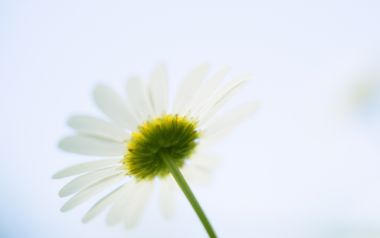 Soft Focus Chamomile Flower Special Closeup