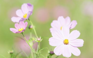 Soft Focus Pink Cosmos