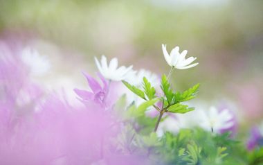柔焦下的白色小花与紫色花丛「浪漫春日」