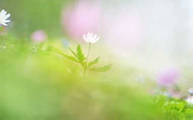 Soft Light White Flower Nature Wallpaper