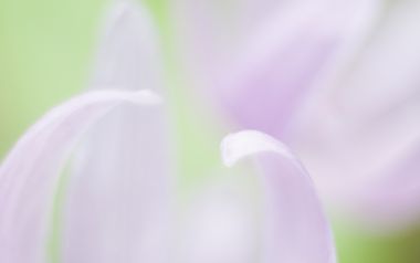 柔焦淡紫百合：治愈系浪漫微观之美