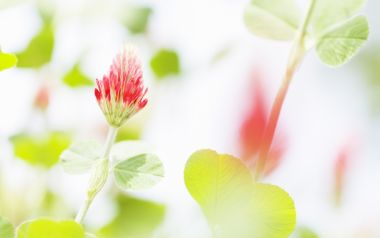 日本三叶草花蕾的柔焦特写