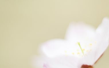 柔焦粉色樱花特写「春之浪漫」