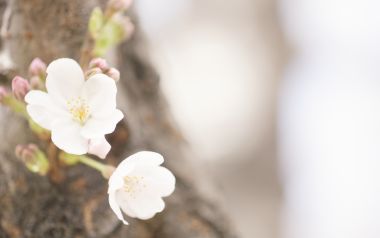 柔焦樱花：春日树干上的浪漫绽放