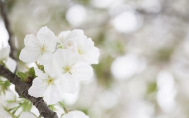 日本樱花柔焦特写