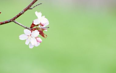 柔焦樱花：春日治愈系美景