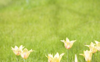 Spring Yellow Tulips Green Grass Soft Focus