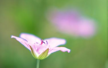 Soft Focus Pink Flower Spring Calm Macro
