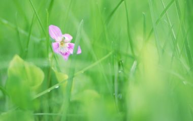 Soft Focus Purple Flower Green Grass