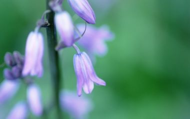 Soft Focus Purple Bellflowers Nature