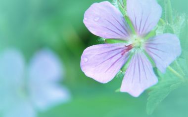 Soft Focus Purple Flower Water Droplets