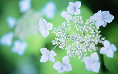 Soft Focus Purple Hydrangea Nature Calm