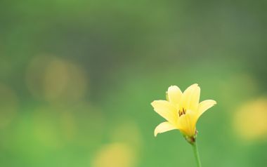 Yellow Hemerocallis Japanese Miyazaki