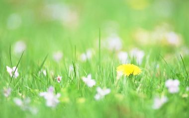 Soft Focus Poppy In Spring Grass
