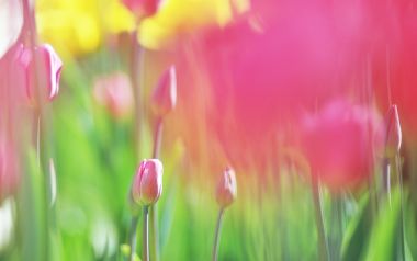 春日柔美郁金香花丛