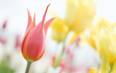 柔焦摄影 – 朦胧浪漫花卉摄影