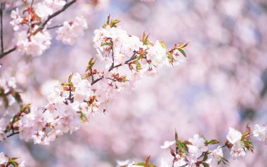 日本春日樱花柔焦美景