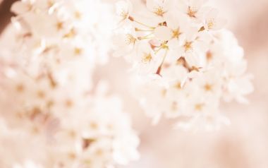 日本樱花柔焦浪漫壁纸