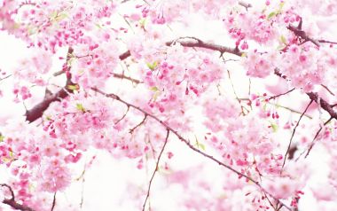 日本樱花盛开的柔美春景