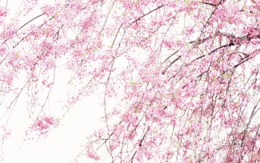 日本春天的柔焦垂枝樱花