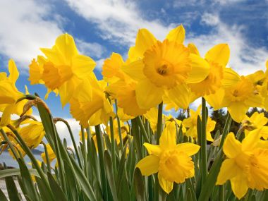 Sunny Daffodils Field