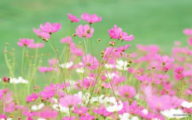 粉色波斯菊花海「治愈系自然风光」