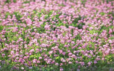 Pink Clover Field Spring Calmness