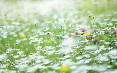 European Spring Wildflower Field