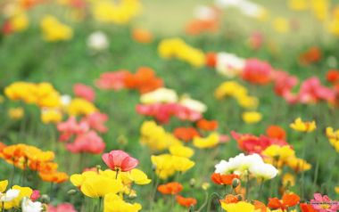 Colorful Poppies Field Spring Calm
