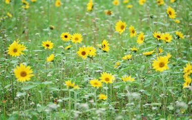 Blossoming Sunflower Field