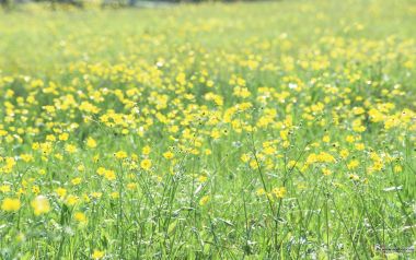 Spring Wildflower Field
