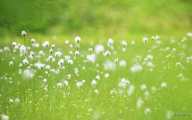 White Flower Green Field Spring