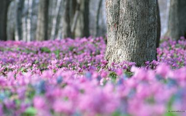 Japanese Forest Purple Flower Sea Spring Mystery