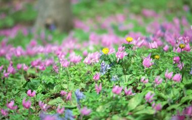 Pink And Yellow Wildflowers In Japanese Forest